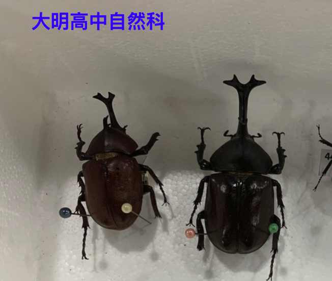 自然科